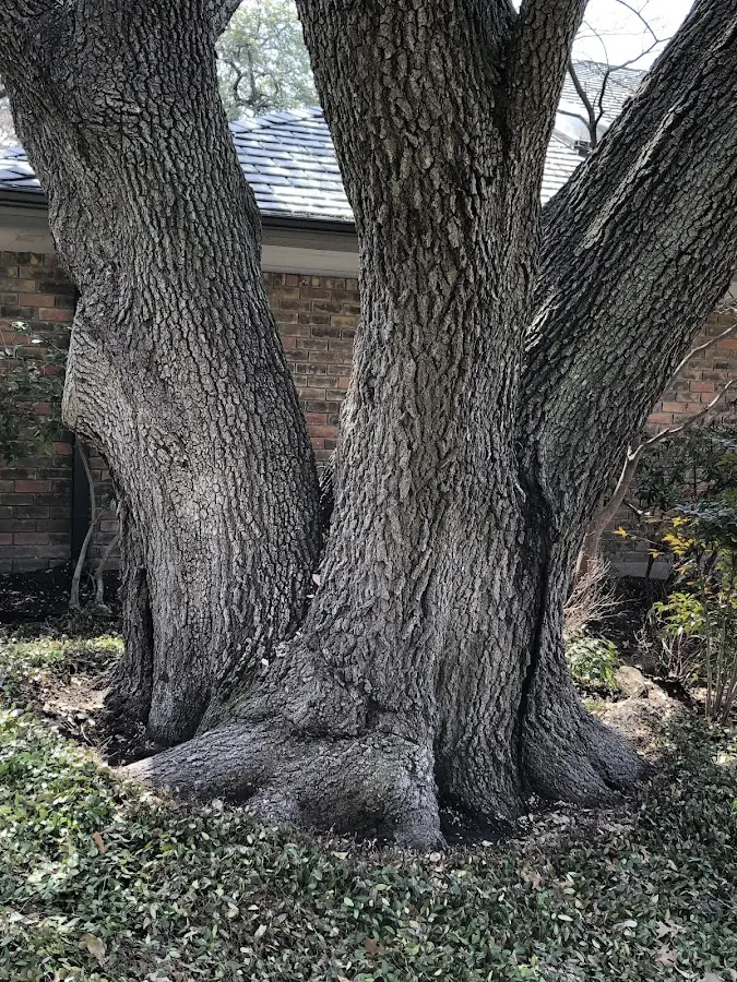 Mature heritage tree close to a Shawnee property cared for by certified arborists